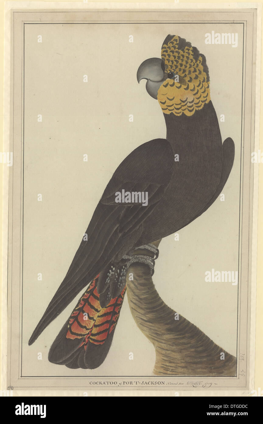 Calyptorhynchus Lathami, glänzend schwarzen Kakadu Stockfoto