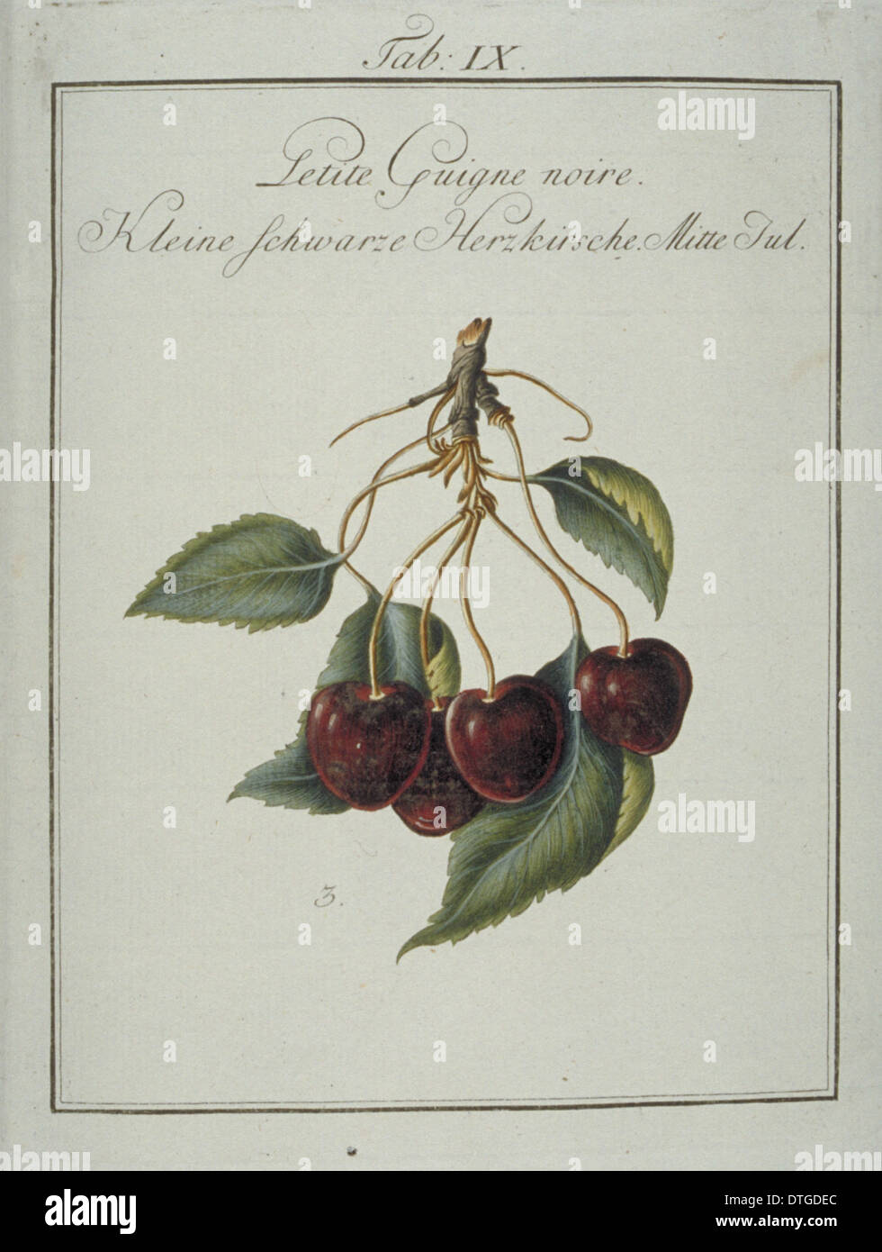 Prunus SP., kleine Blackheart Kirsche Stockfoto