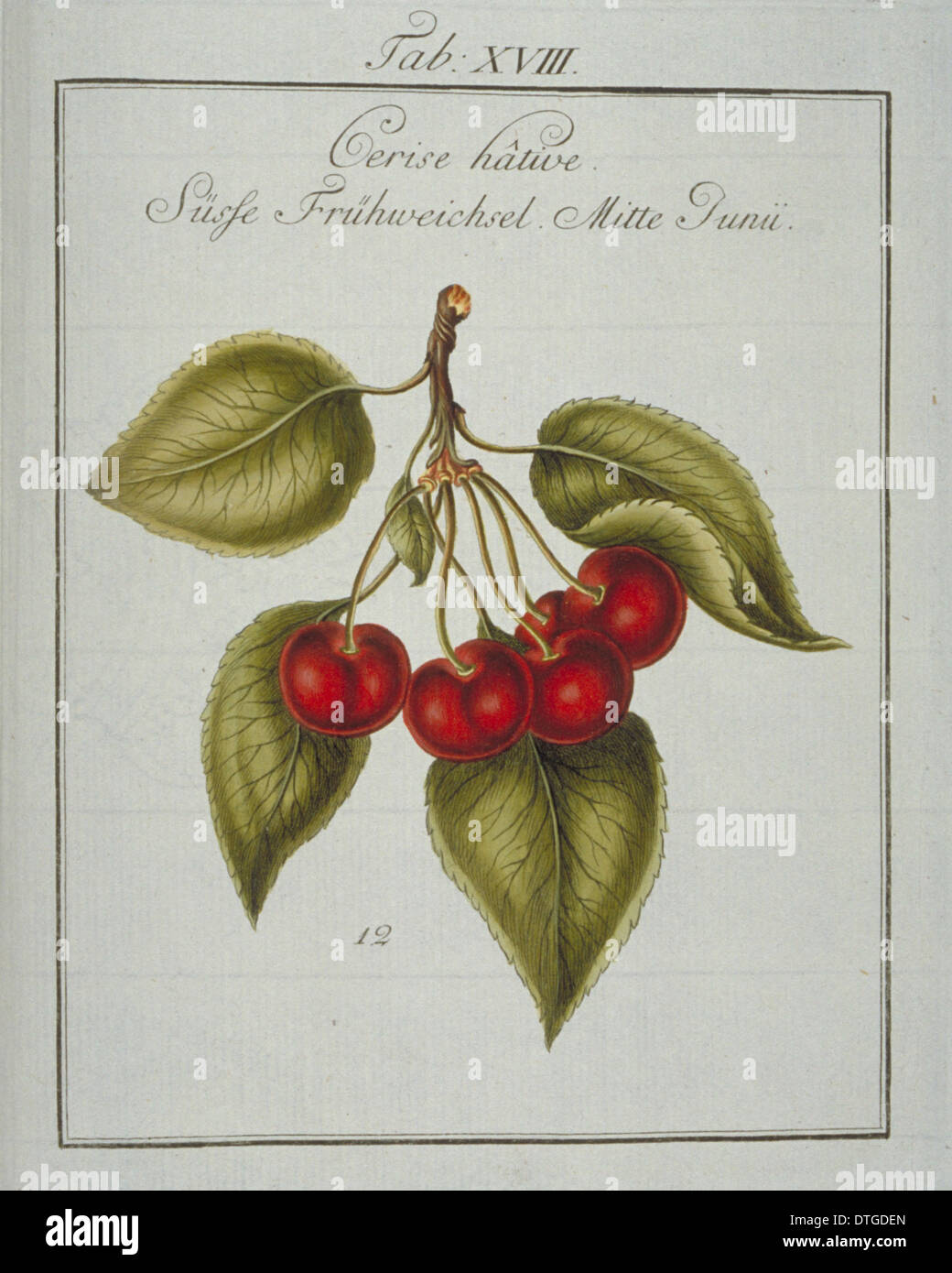 Prunus Avium, frühe Kirsche Stockfoto