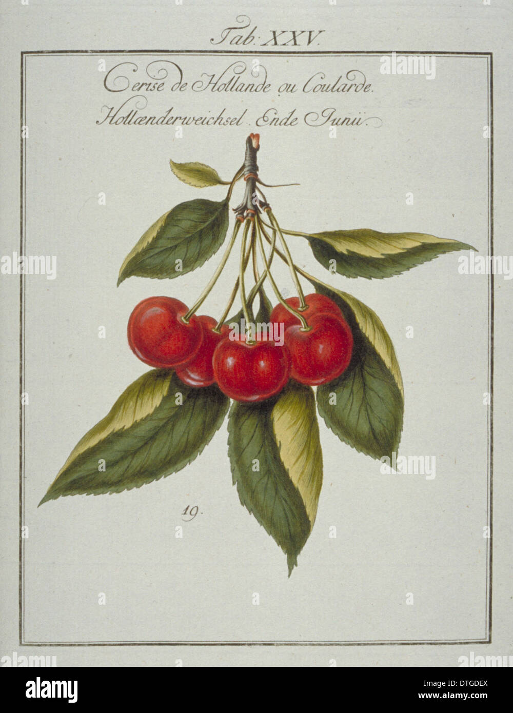 Prunus SP., niederländische Kirsche Stockfoto