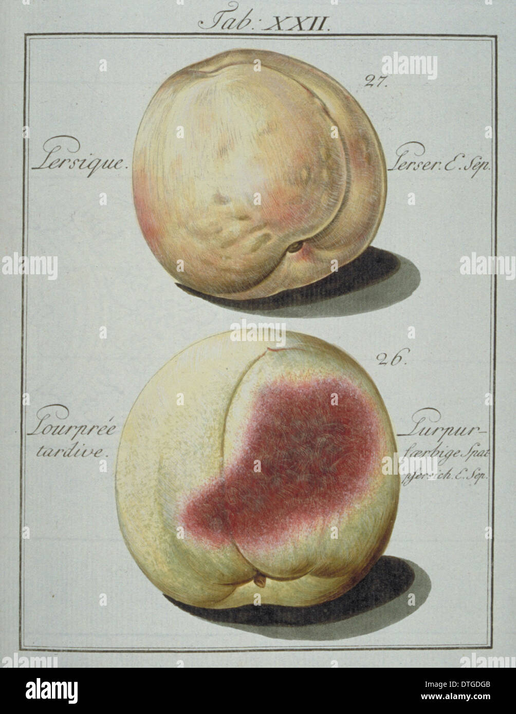 Prunus SP., (27) persische Pfirsich (26) späten lila Pfirsich Stockfoto