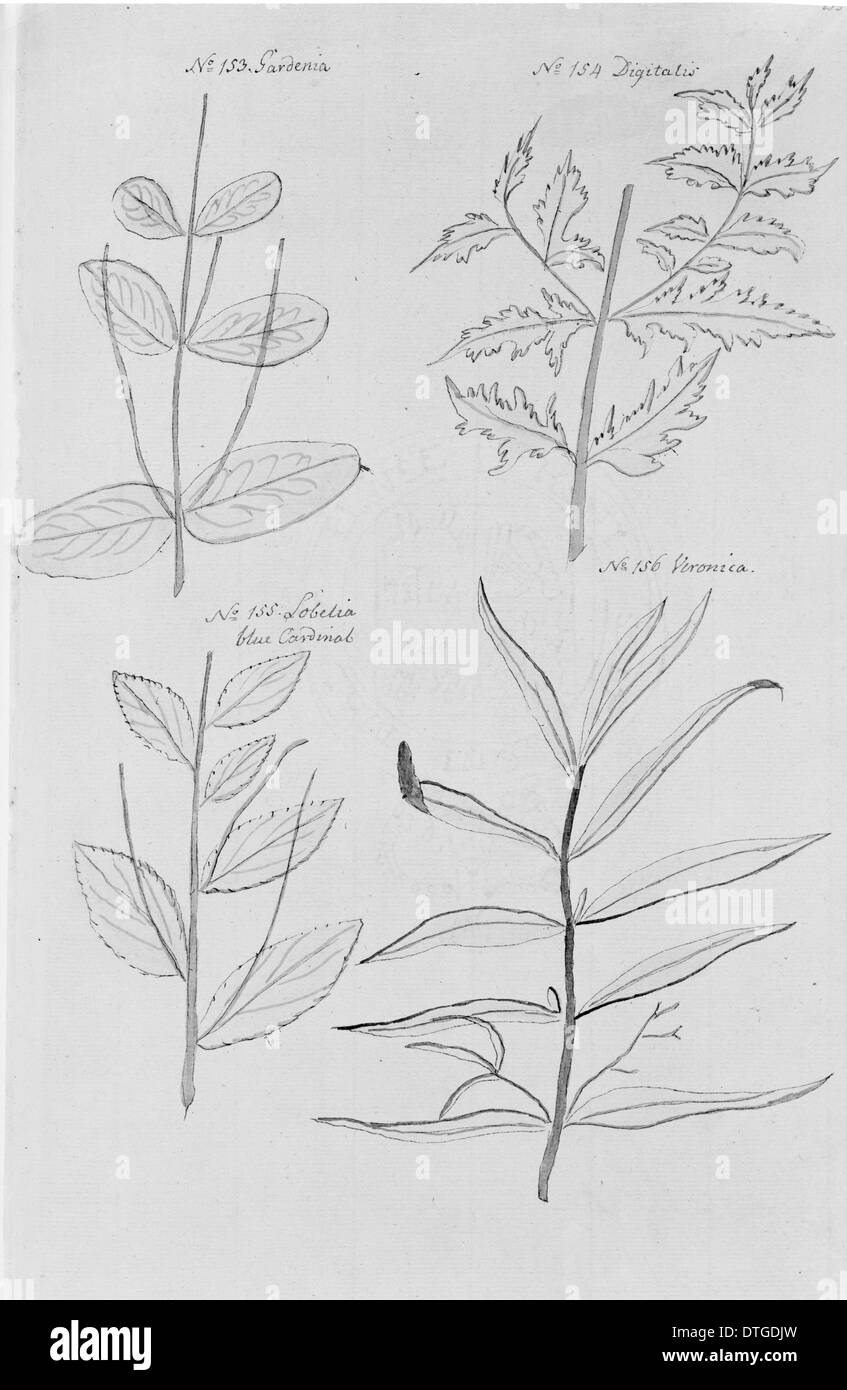 Gardenia sp. Stockfoto