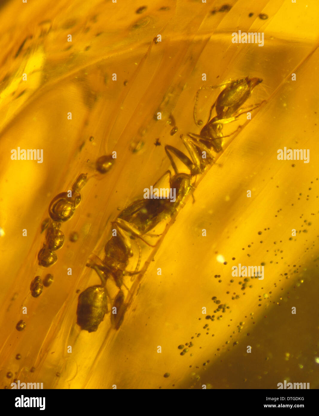 Ameisen im Dominikanischen Bernstein Stockfoto