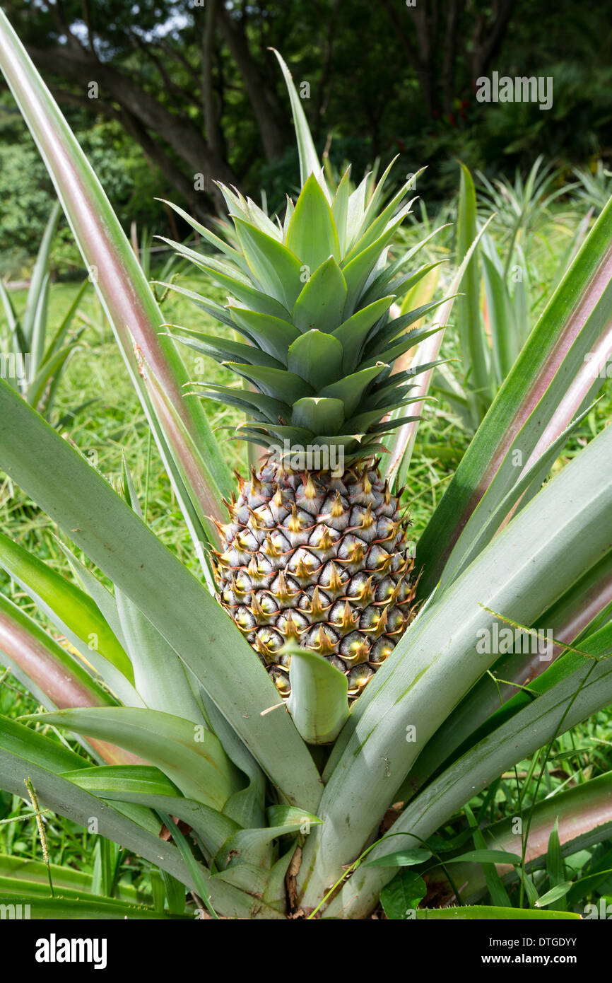 Ein reifes, gesundes Ananas Pflanze wächst wild außerhalb eines kleinen  asiatischen Dorfes Stockfotografie - Alamy