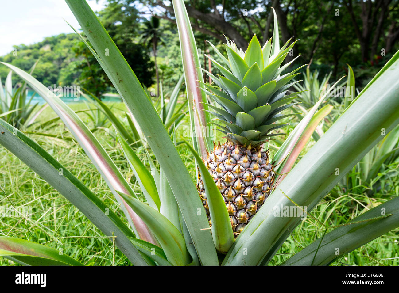 Ein reifes, gesundes Ananas Pflanze wächst wild außerhalb eines kleinen asiatischen Dorfes. Stockfoto