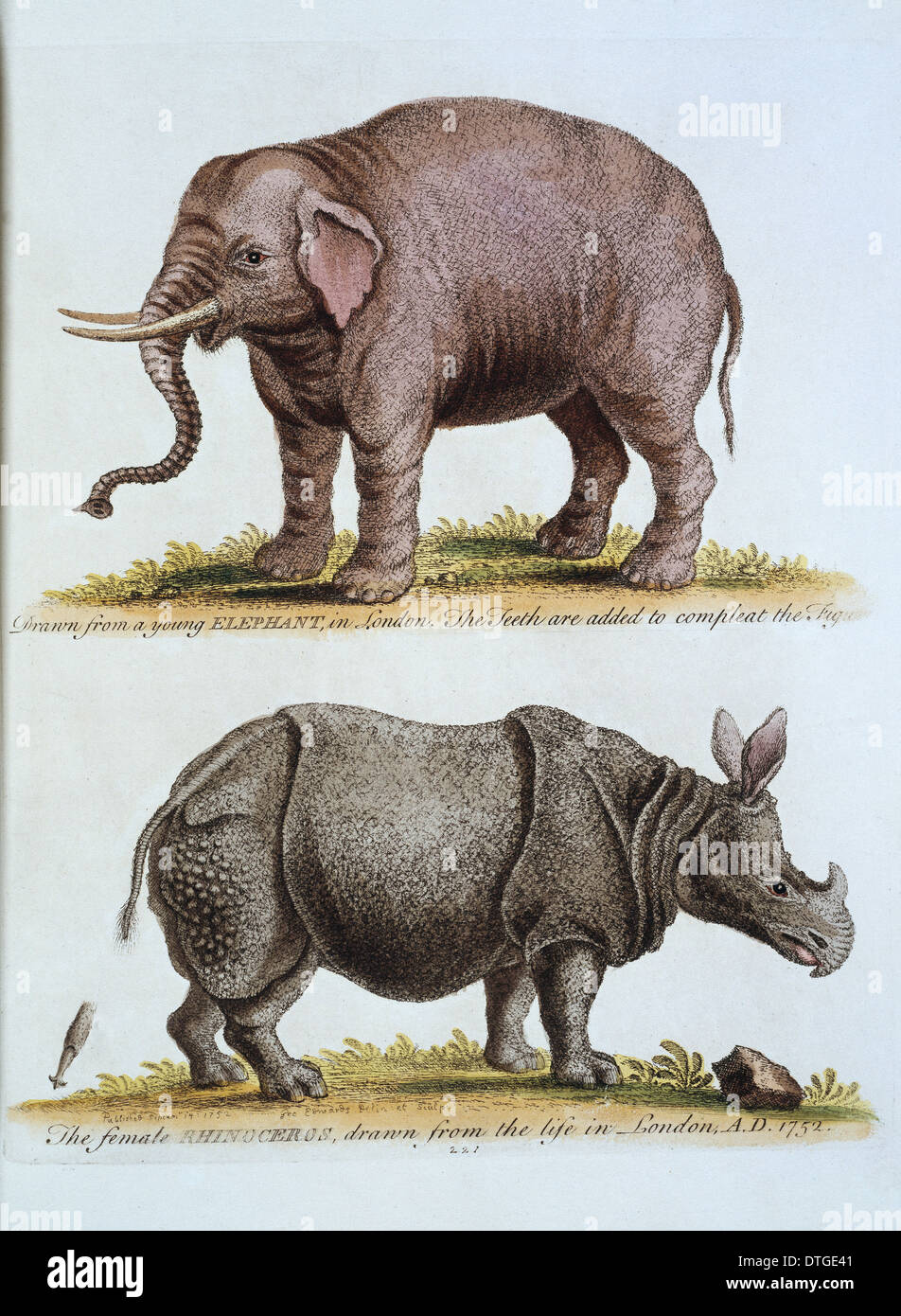 Elephas Maximus, Asiatischer Elefant & Nashorn Stockfoto