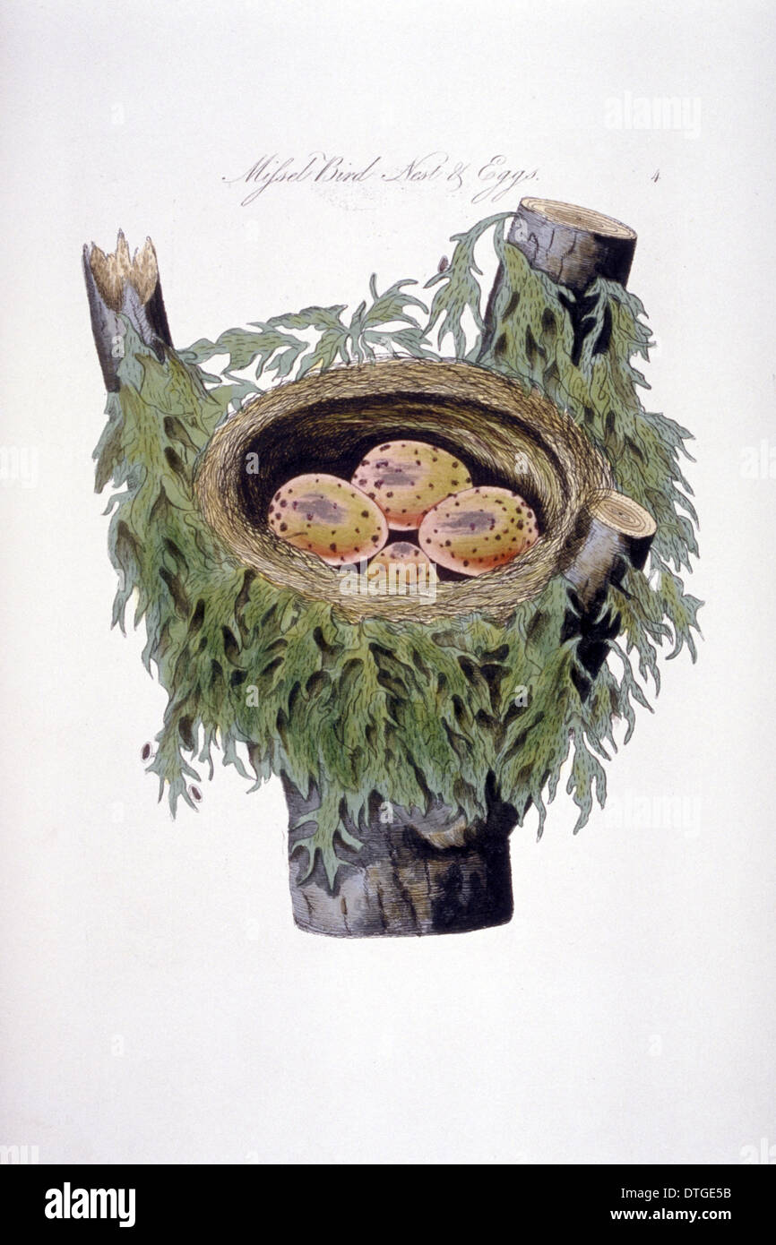 Turdrus Viscivorus, Misteldrossel Soor Nest und Eiern Stockfoto