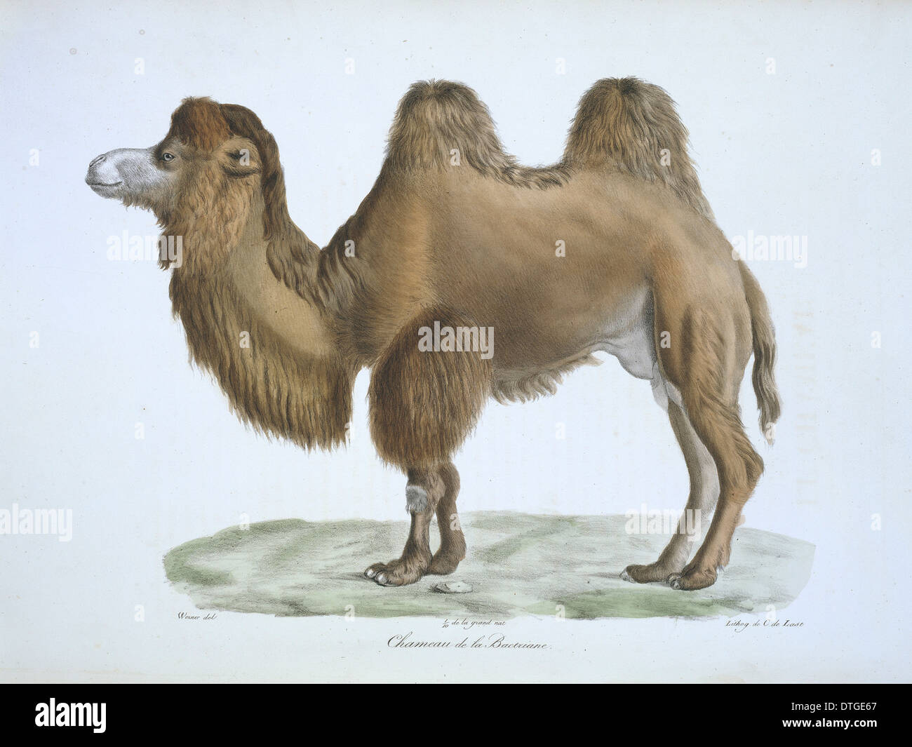Camelus Bactrianus, baktrischen Kamel Stockfoto