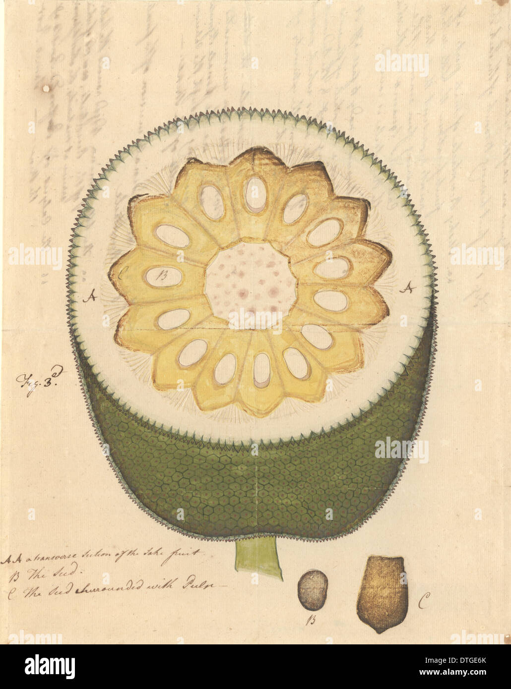 Artocarpus Heterophyllus, Jackfrucht Stockfoto