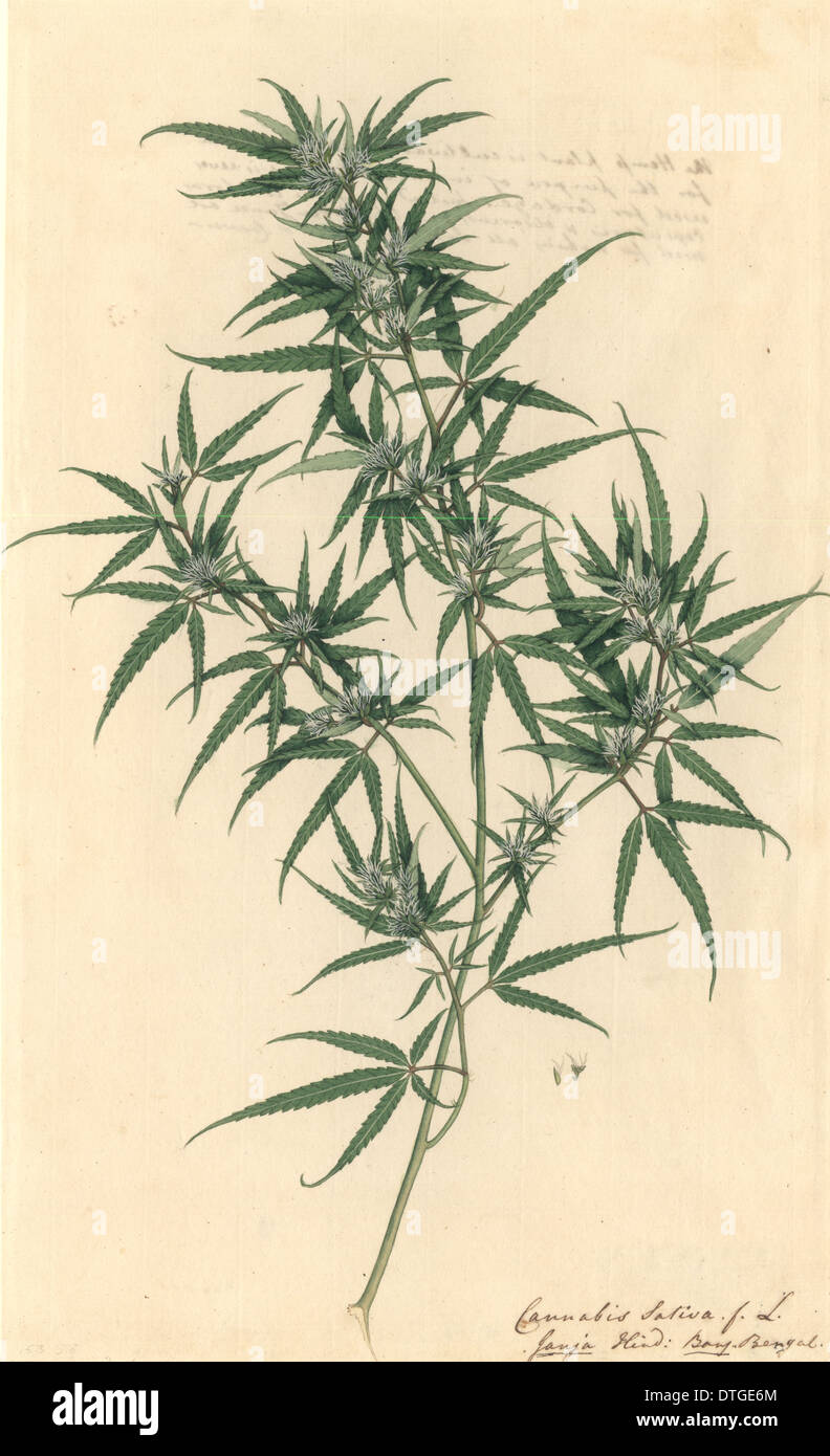 Cannabis Sativa, Hanf Stockfoto