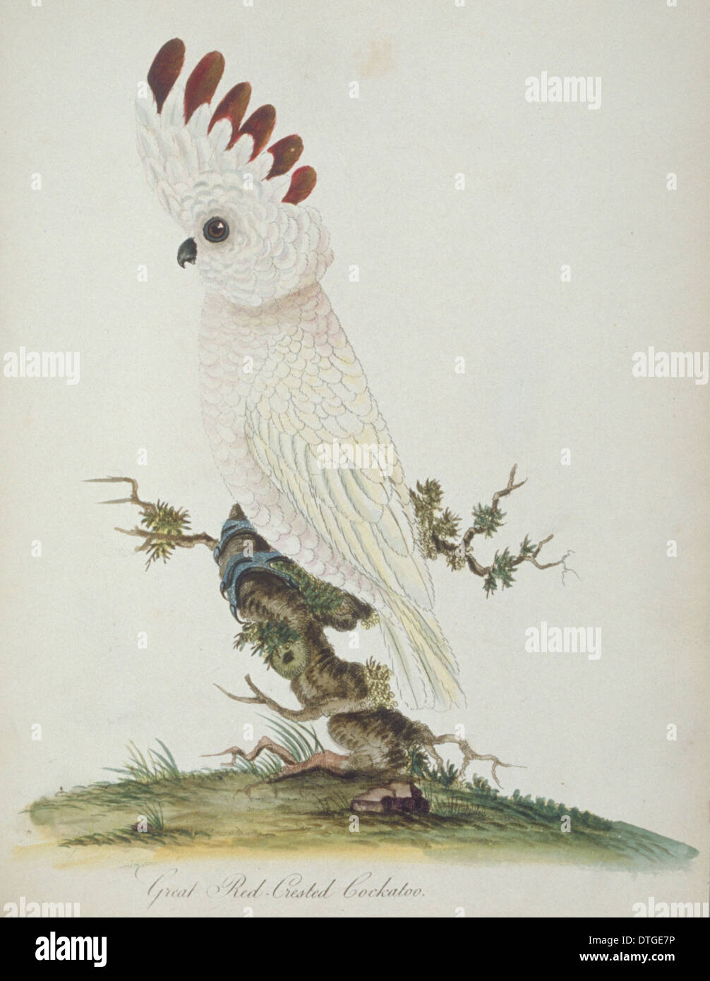 Cacatua Moluccensis, Lachs-crested cockatoo Stockfoto