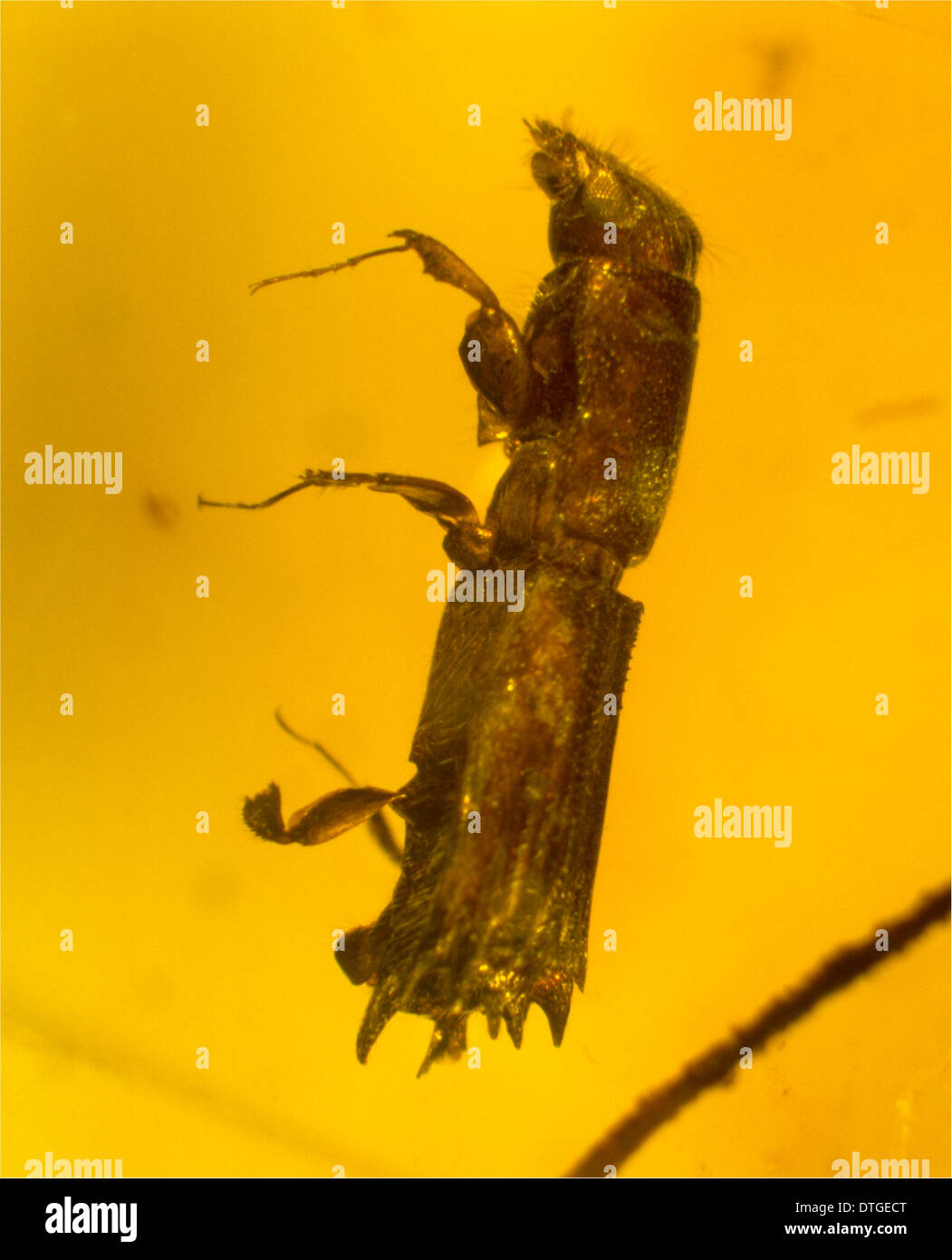 Plattfüßig Käfer in Bernstein Stockfoto