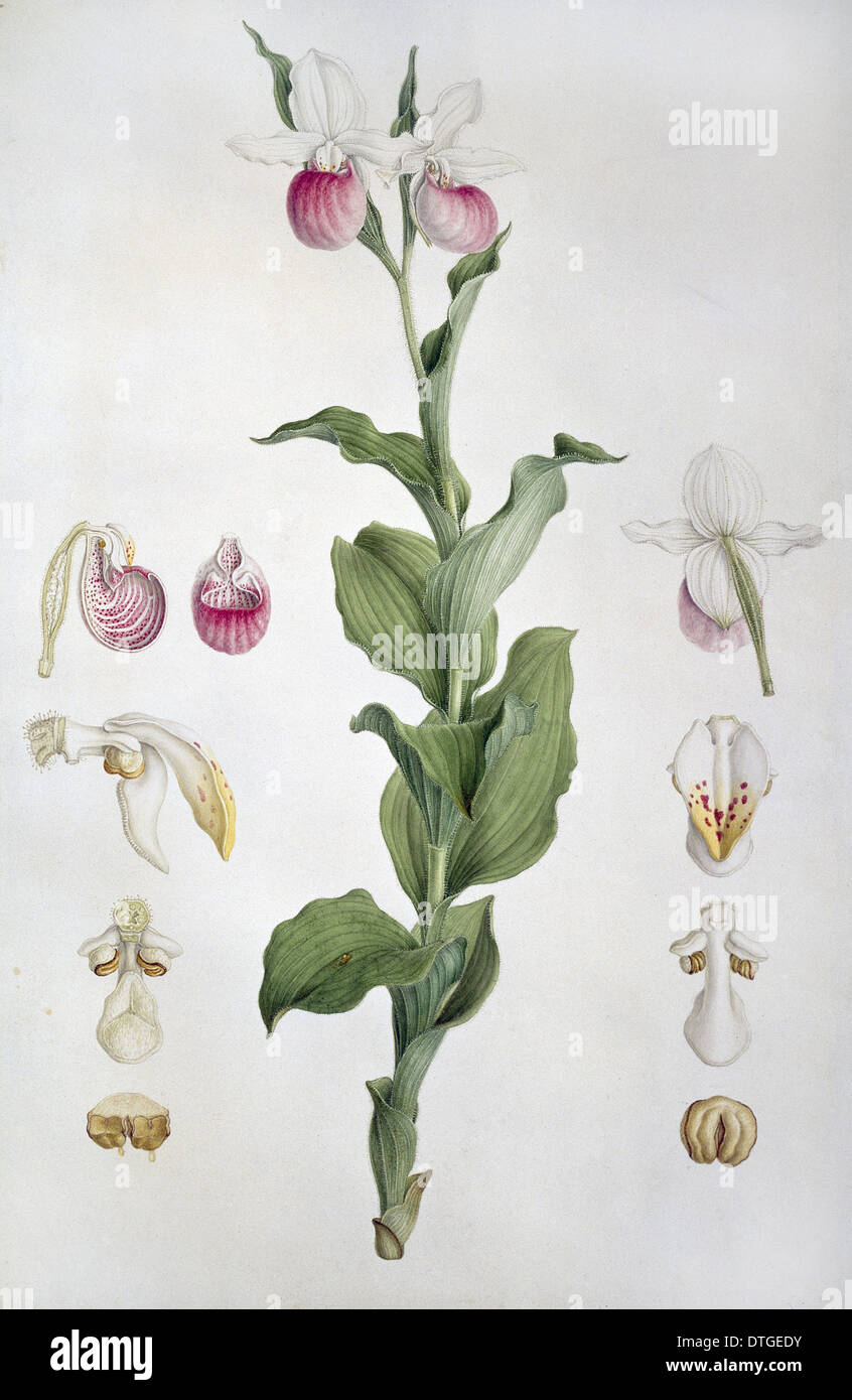 Cypripedium Reginae, Frauenschuh-Orchidee. Auch bekannt als rosa-weiße Orchidee. Stockfoto
