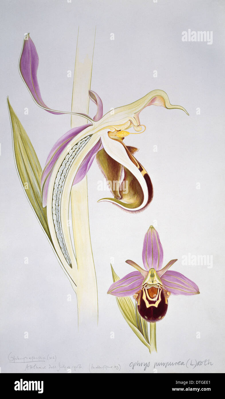 Ophrys Purpurea, Orchidee Stockfoto