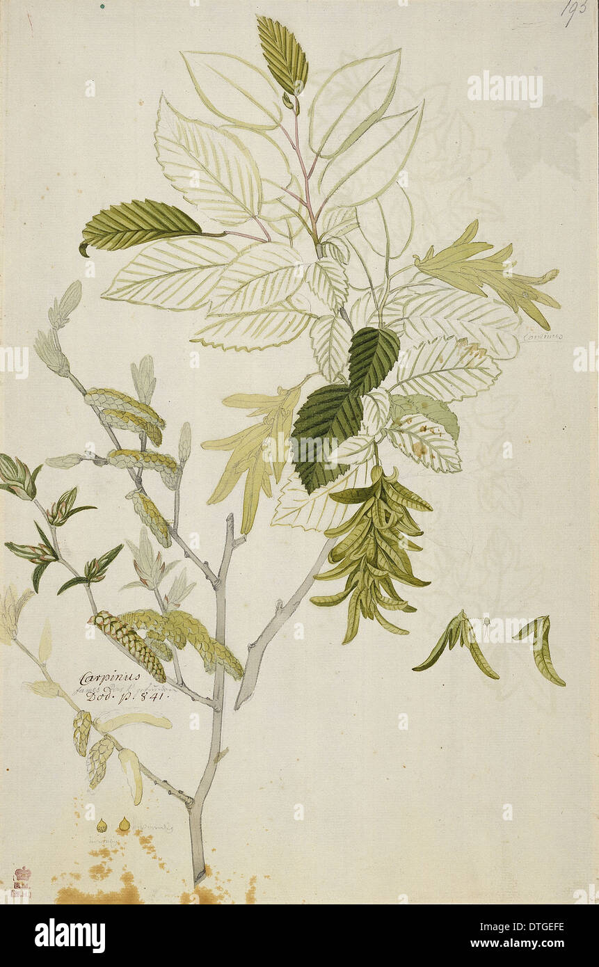 Carpinus Betulus, Hainbuche Stockfoto