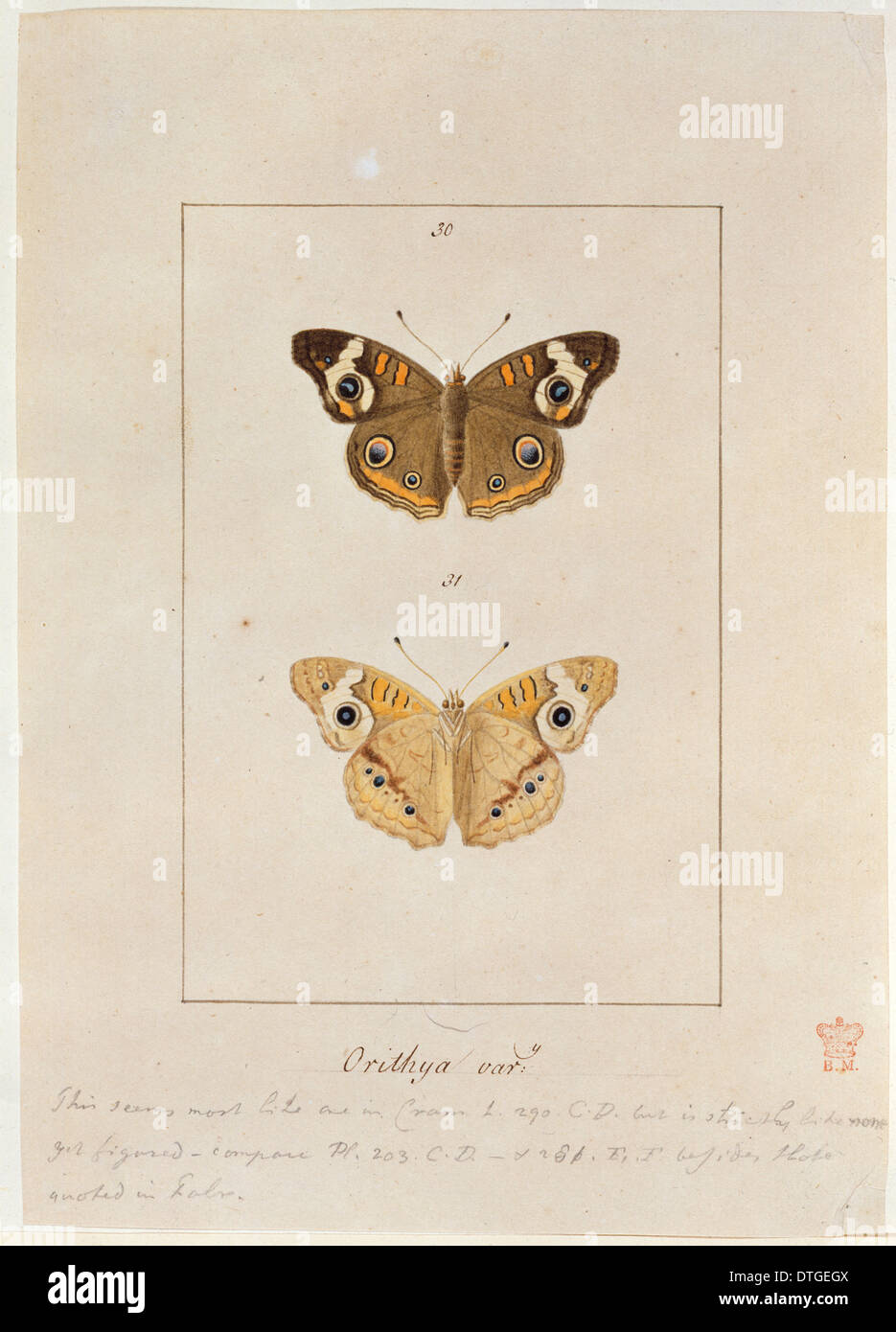 Papilio Orithya, amerikanische Tagpfauenauge Stockfoto