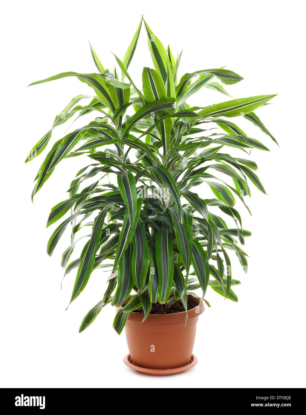 Chlorophytum - immergrüne mehrjährige blühende Pflanzen in der Familie Asparagaceae. Stockfoto
