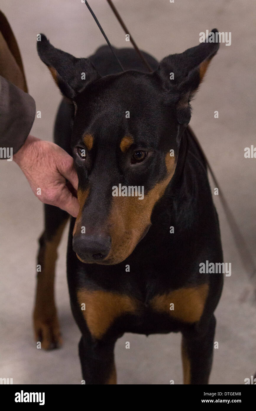 Doberman Pinscher stehen im Show-Ring auf der Ontario Züchter Dog Show in Lindsay, Ontario Stockfoto