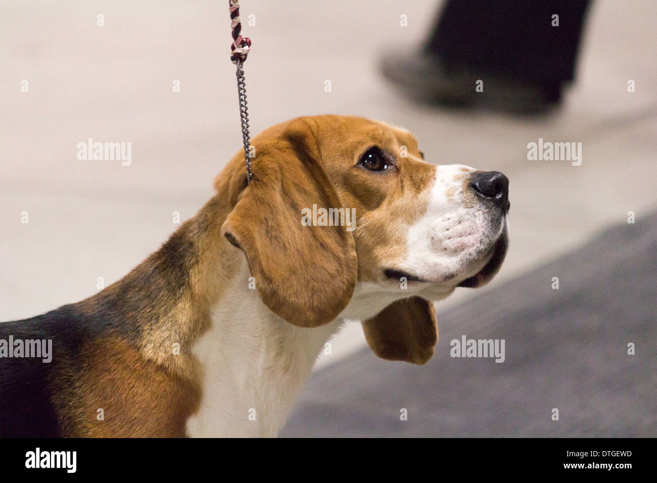 Beagle blickte zu seinem Führer im Show-Ring auf der Ontario Züchter Dog Show in Lindsay, Ontario Stockfoto