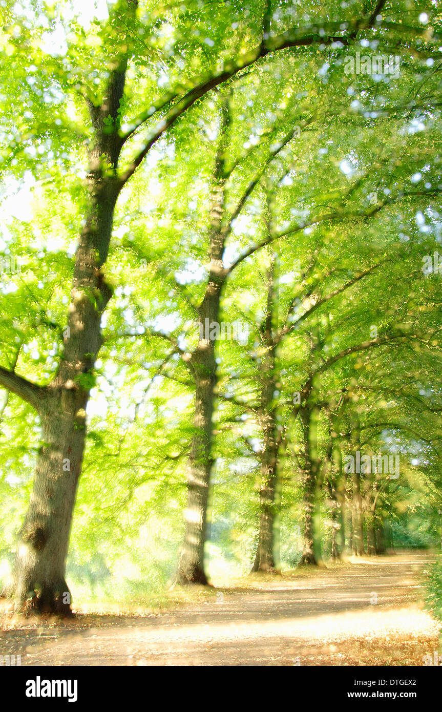 Linden (Tilia spec.), Nordrhein-Westfalen, Deutschland Stockfoto