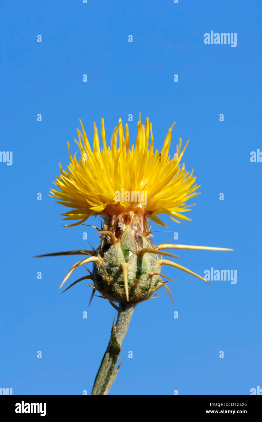 Gelbe Sterne Distel, goldene Starthistle, gelbe Cockspur oder Barnabys Distel (Centaurea Solstitialis) Stockfoto