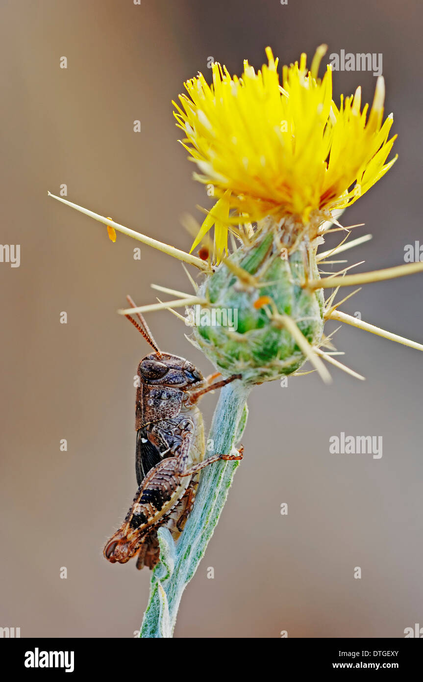 Blau-geflügelte Heuschrecke (Sphingonotus Caerulans) und gelbe Sterne Distel oder goldene Starthistle (Centaurea Solstitialis) Stockfoto