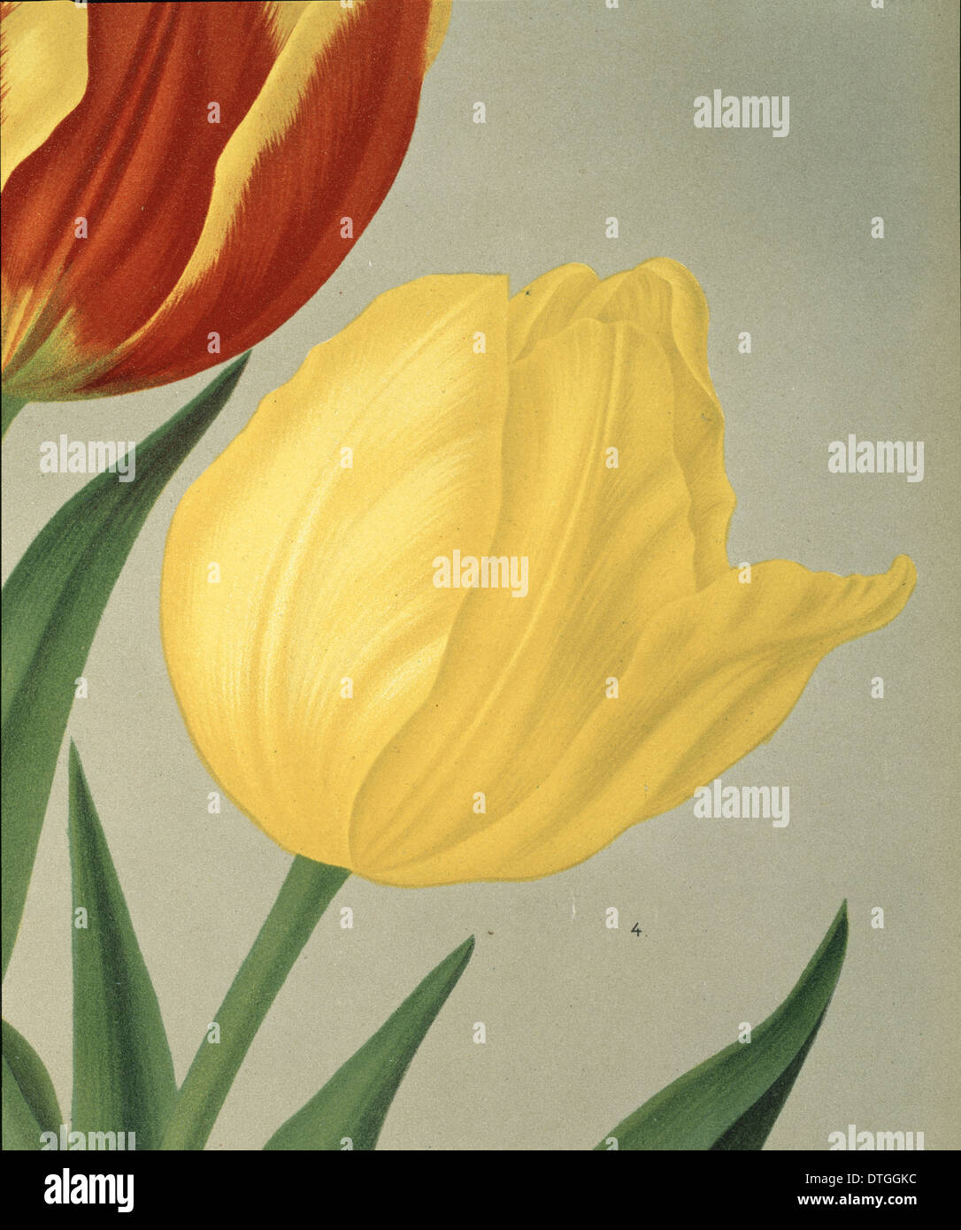 Tulipa Chrijsolora, einzelne frühe Tulpe Stockfoto