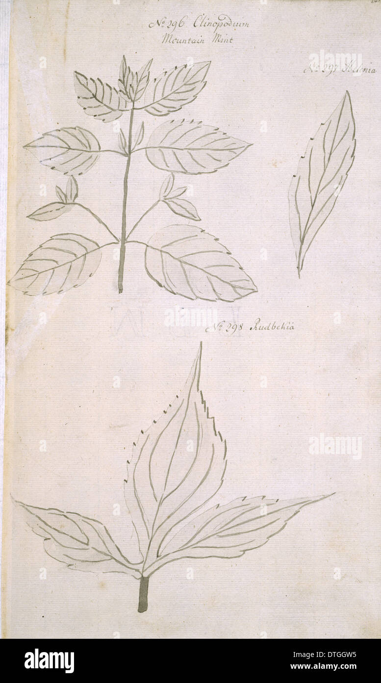 Clinopodium Vulgare, wilde Basilikum Stockfoto