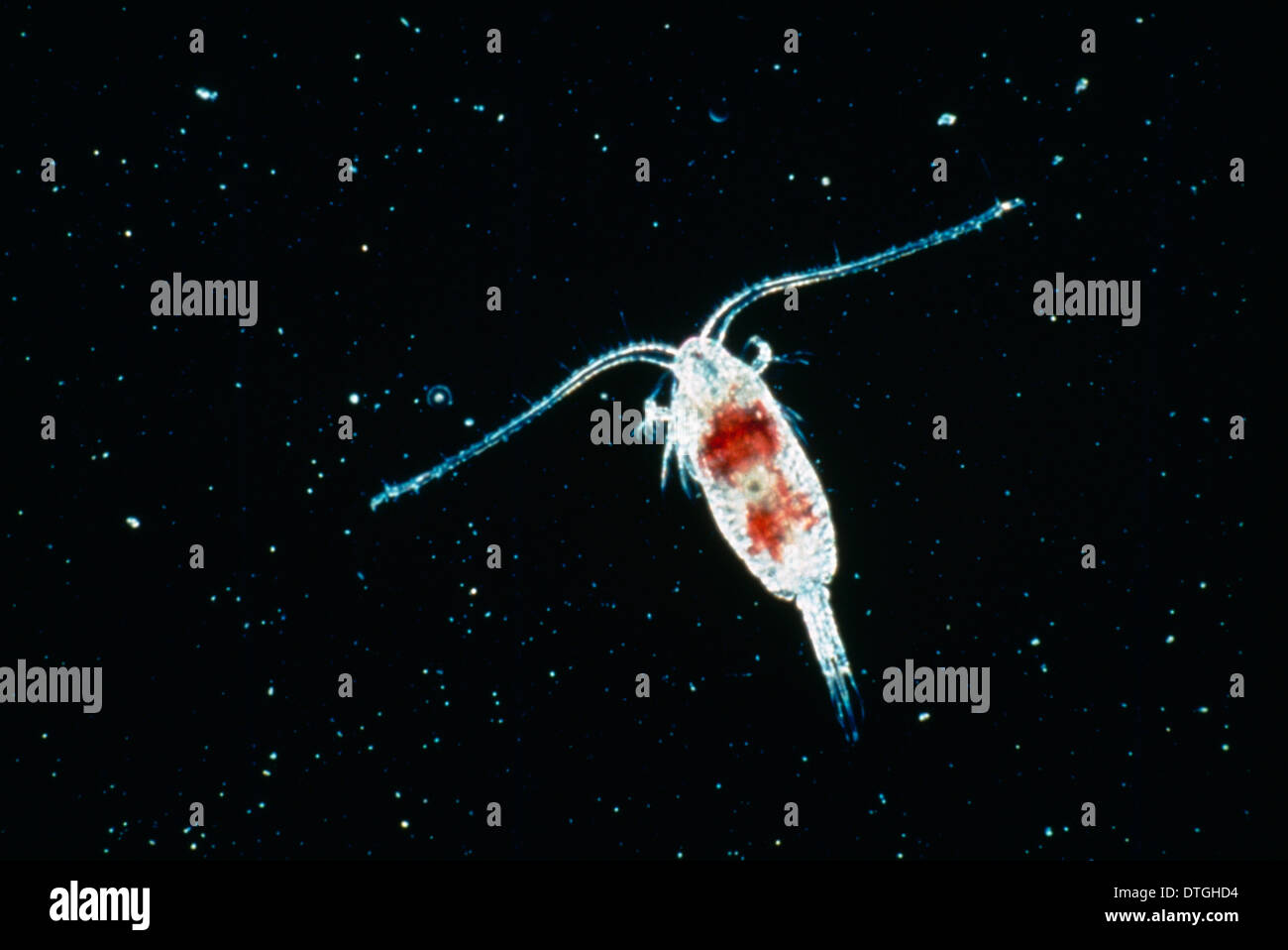 Calanoid, planktonischen Ruderfußkrebsen Stockfoto