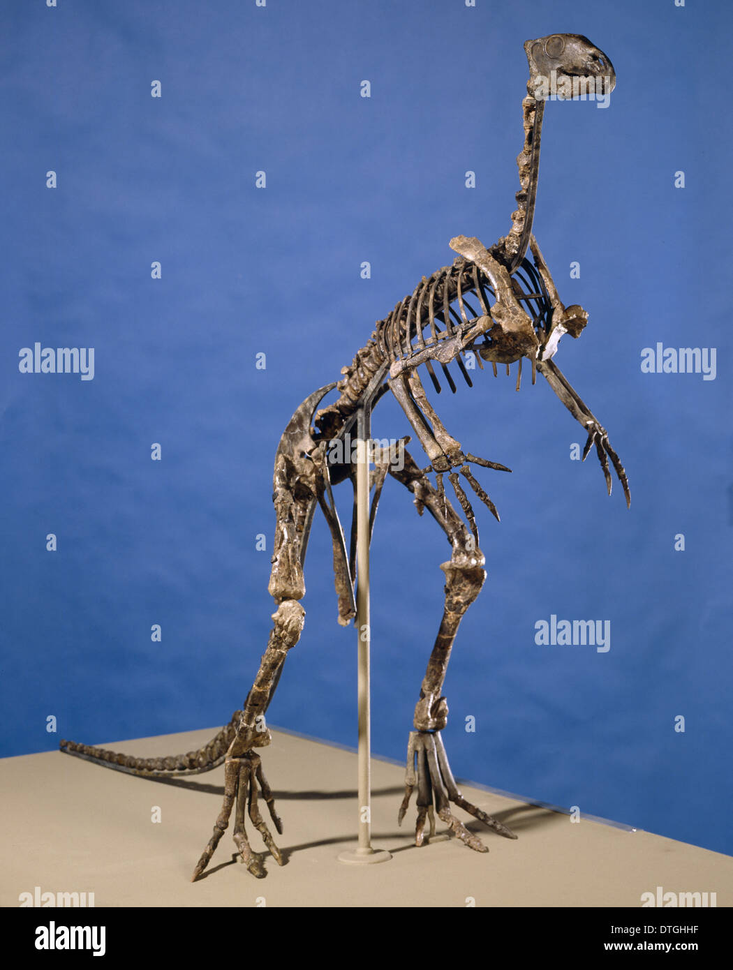 Hypsilophodon Skelett Stockfoto