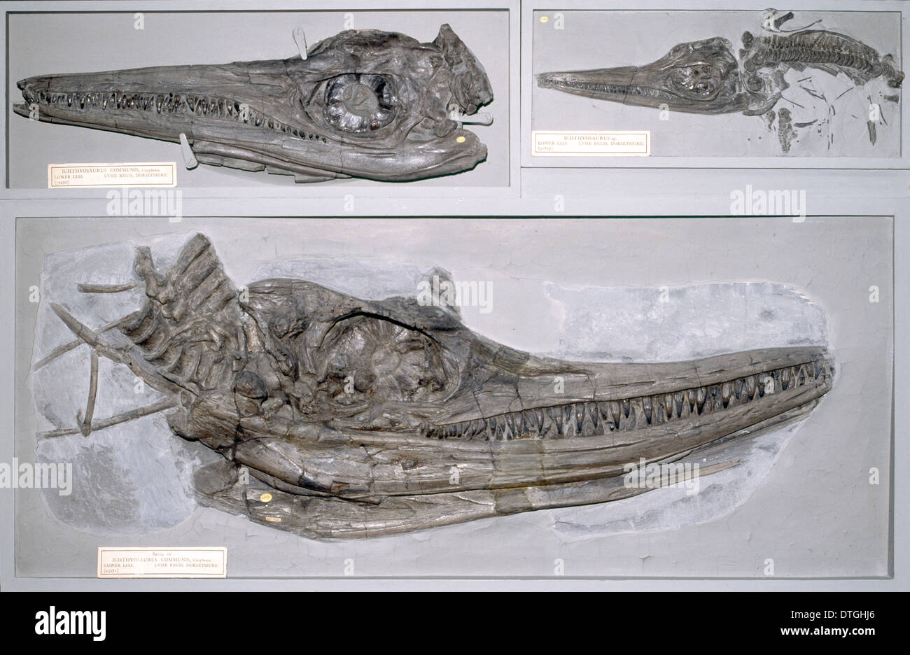 Ichthyosaurus communis Fotos und Bildmaterial in hoher Auflösung Alamy