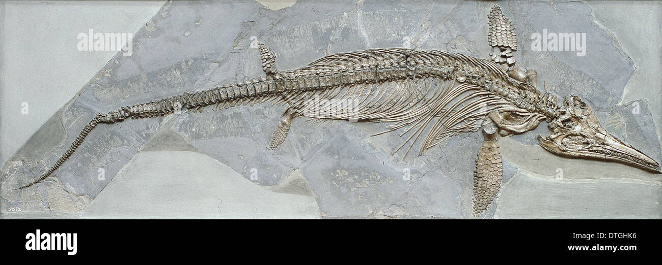 Ichthyosaurus Stockfotos und bilder Kaufen Alamy