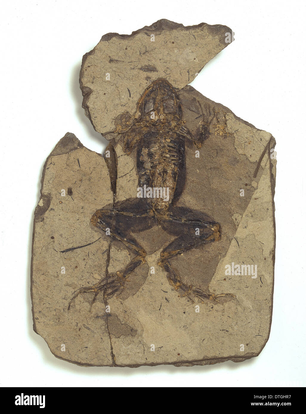 Rana Pueyoi, Fossil Frosch Stockfoto