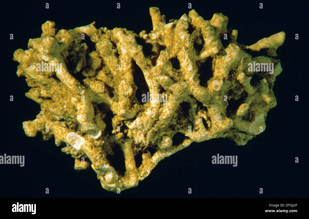 Meliceritites Semiclausa, bryozoan Stockfoto