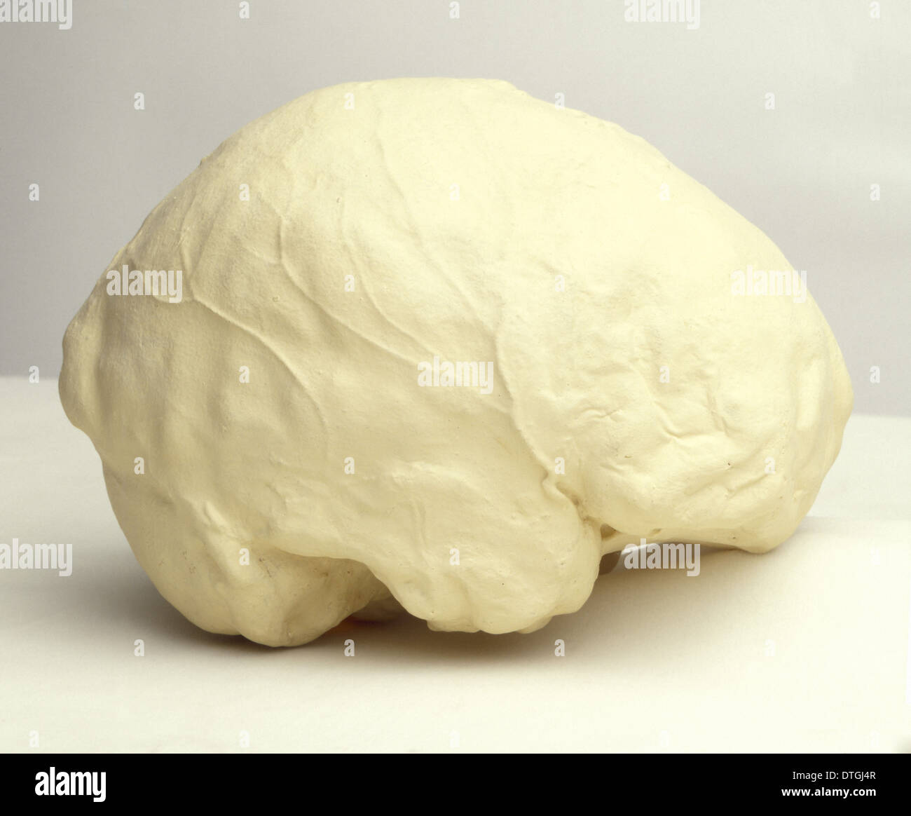 Homo Sapiens Gehirn Stockfoto