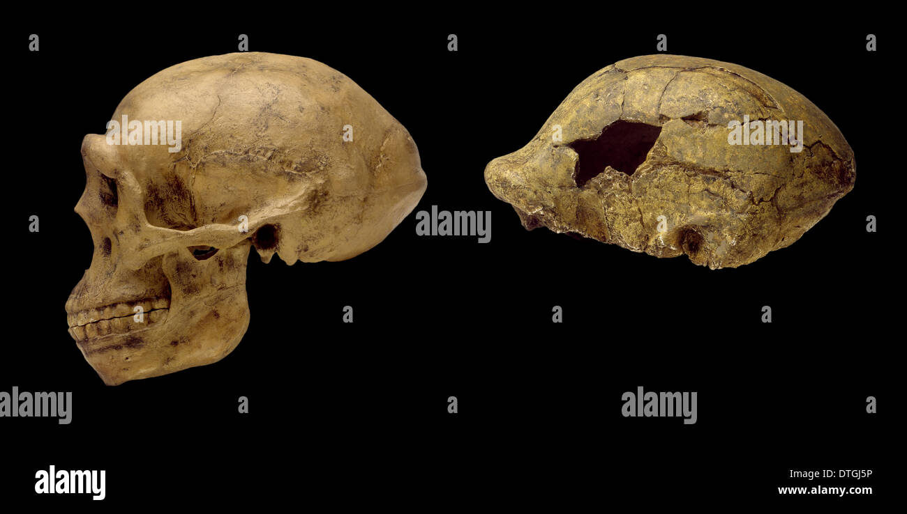 Homo Erectus Schädel wirft Peking-Mensch & OH9 Stockfoto