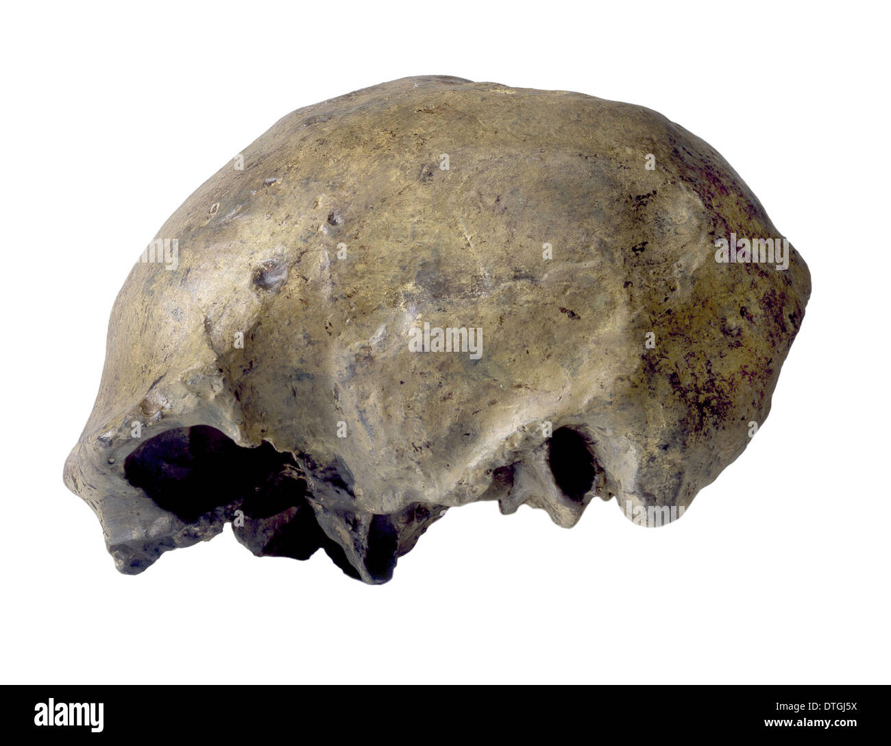 Homo Erectus, Solo Mann Schädel (Ngandong 1) Stockfoto