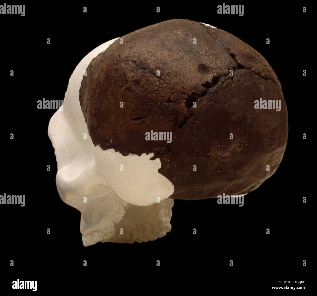 Homo Neanderthalensis (Swanscombe 1) Schädel Stockfoto
