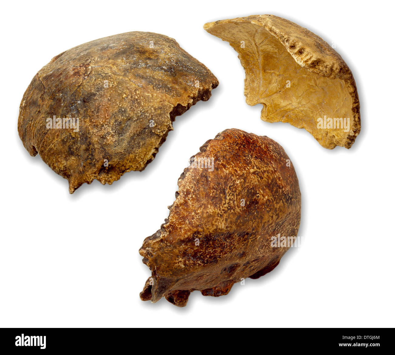 Homo Neanderthalensis (Swanscombe 1) Schädel Stockfoto