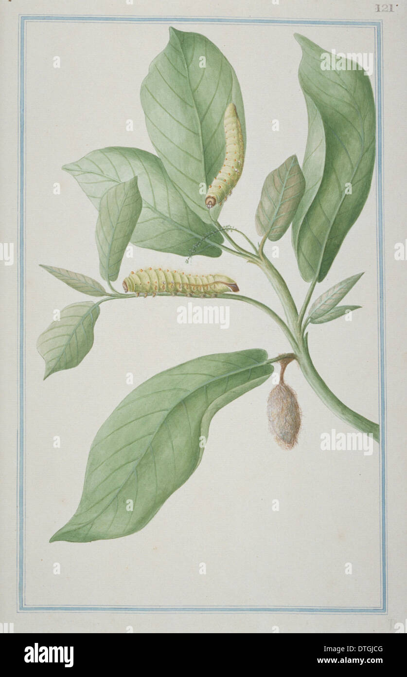 Antheraea SP., Kaiser-Motte Raupen Stockfoto