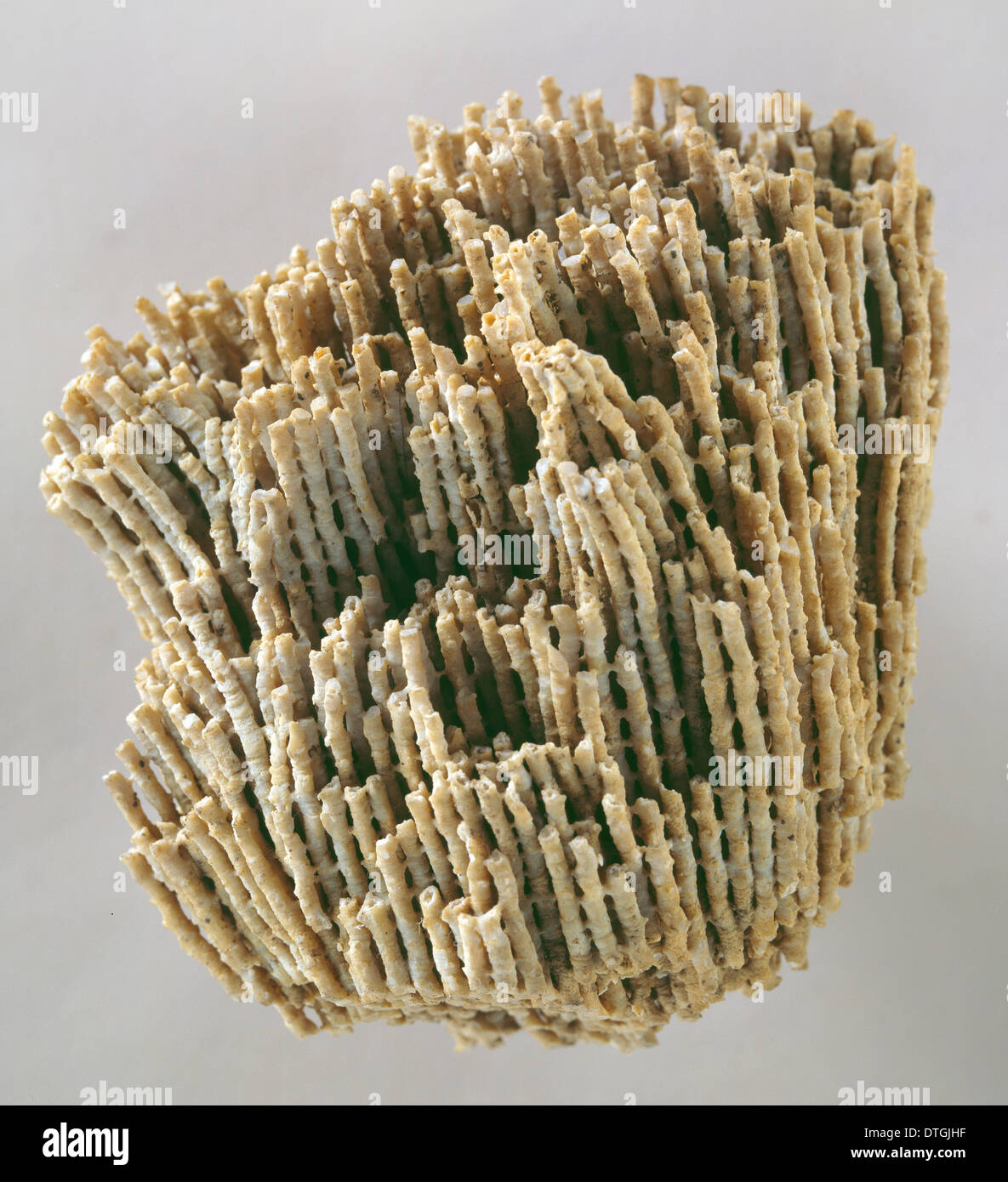 Syringopora Reticulata (Goldfuss), Korallen Stockfoto