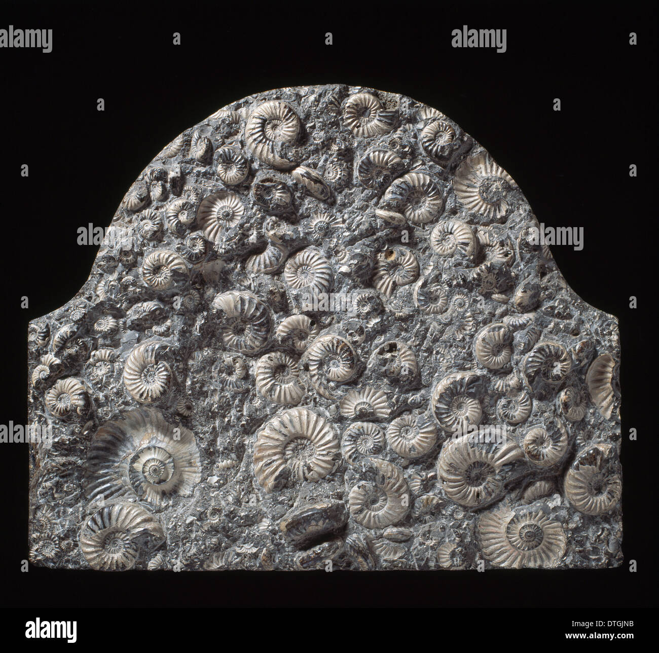 Fossile Ammoniten als Gedenkstein Stockfoto