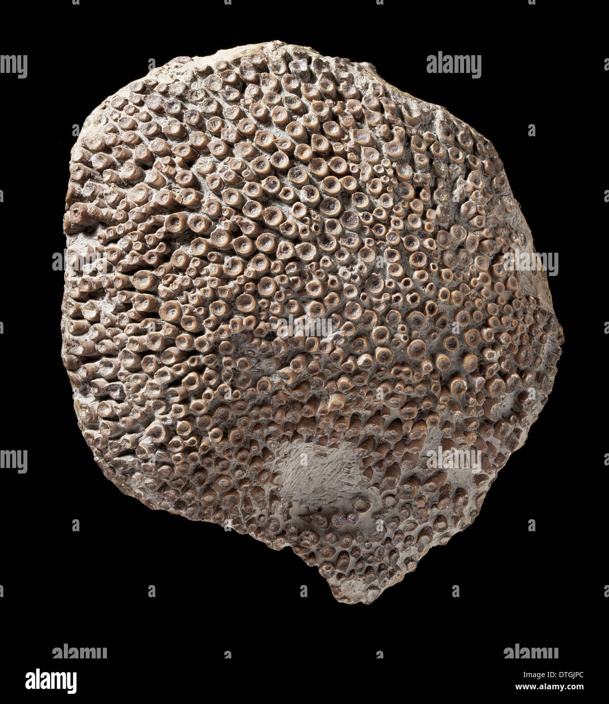 Kodonophyllum Truncatum, fossilen Korallen Stockfoto