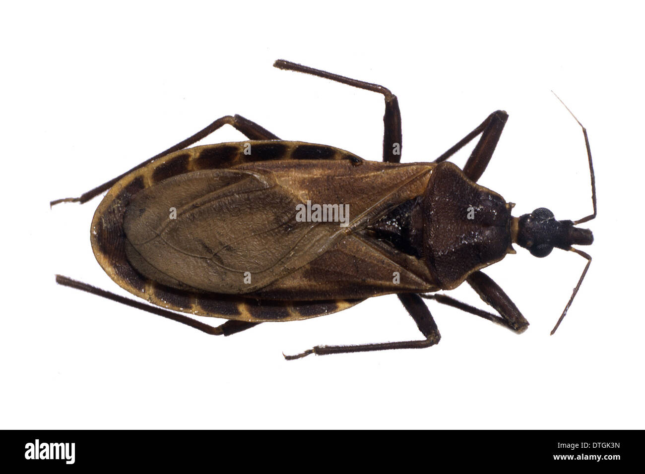 Triatoma rufrofasciata Fotos und Bildmaterial in hoher Auflösung Alamy