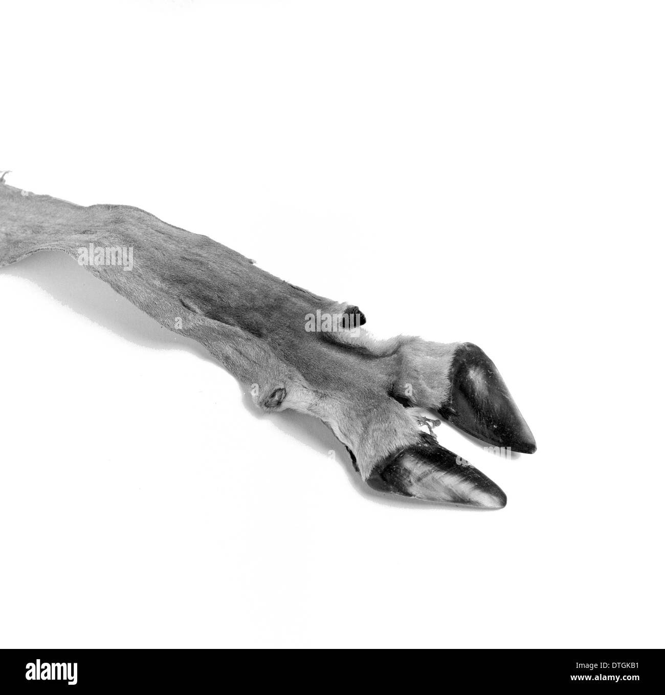 Artiodactyla fuß anatomie Fotos und Bildmaterial in hoher Auflösung