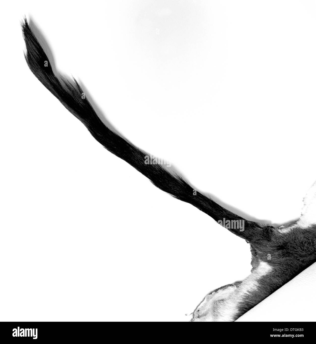 Ammodorcas Clarkei, Clarks gazelle Stockfoto