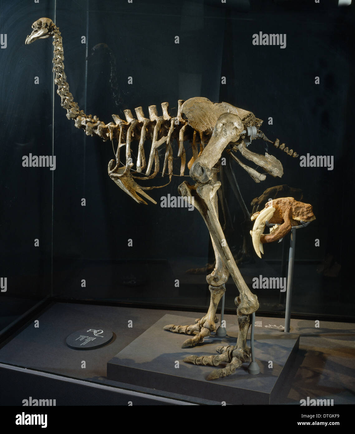 Pachyornis Elephantophus, Moa-Vogel Stockfoto