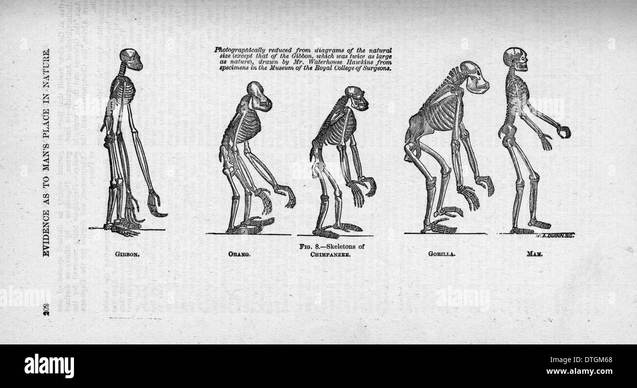 Hylobates SP, Pongo Pygmaeus, Pan Troglodytes Gorilla Gorilla und Homo Sapiens. Stockfoto