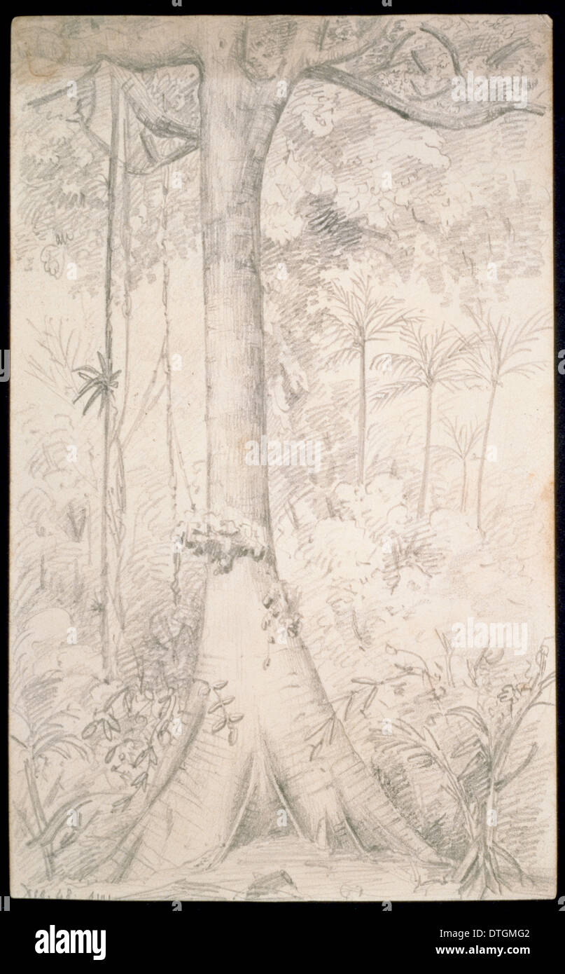 Wald-Riese skizziert in der Nähe von Para Stockfoto