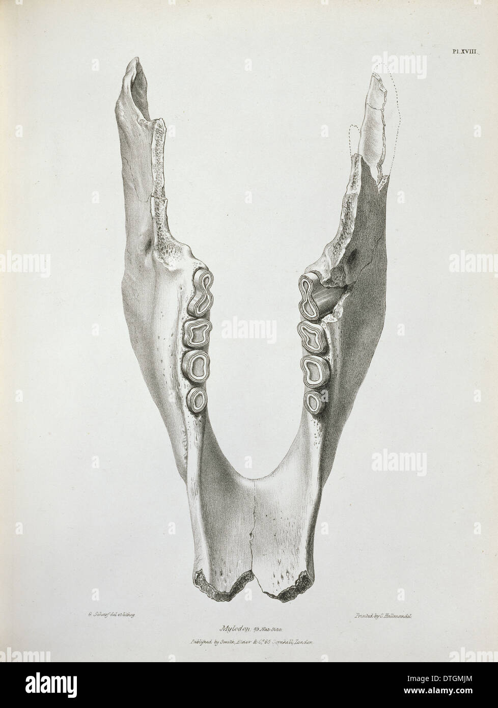 Mylodon Darwinii, Boden-Faultier Stockfoto